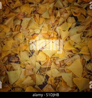 Stapel aus Ginkgo-Blättern Stockfoto