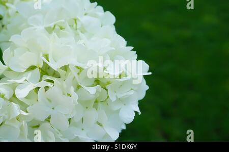 Weiße Hortensie Blume Stockfoto