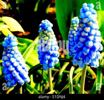 Muscari Valerie Finnis Grape Hyacinth Stockfoto