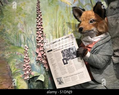 Foxy Schnurrbärtiger Gentleman lesen Zeitung, die Welt der Beatrix Potter Attraktion Stockfoto