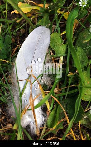 Taube-Feder mit Regentropfen Stockfoto