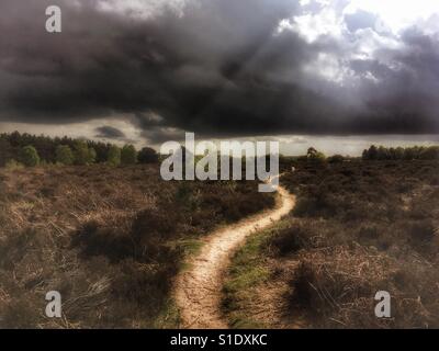 Wanderweg durch Heide Stockfoto