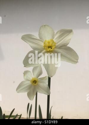 Narcissus spp., Narzisse Stockfoto