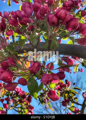 Schöne rosa Hartriegel Baum in voller Blüte Stockfoto