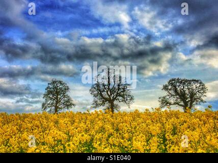 Drei Bäume in einem gelben Feld von Ölsaaten Blumen. Der dramatische Himmel bedeutet, dass Regen nicht weit entfernt ist. Es ist Frühling in England und die Pflanzen beginnen zu wachsen nach Winter. Foto Credit © COLIN HOSKINS Stockfoto