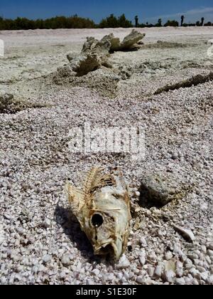 Salton Sea - Life & Tod Stockfoto