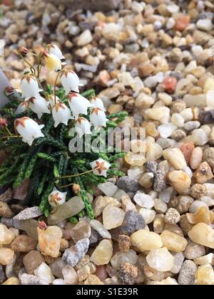 Cassiope Mertensiana: Winzige Glocke sprießen Sterne Stockfoto