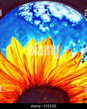 Planetenerde und Sonnenblumen. Stockfoto