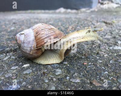 Schnecke beim Überqueren der Straße Stockfoto