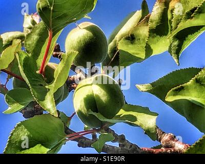 Am Baum Reifen Aprikosen Stockfoto