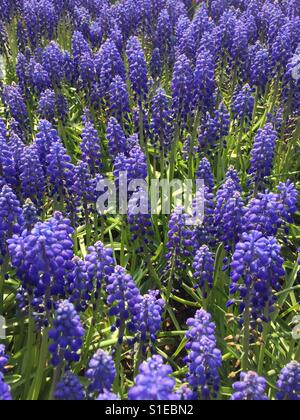 Muscari Armeniacum, blauen Trauben Hyazinthe blüht im freien Stockfoto