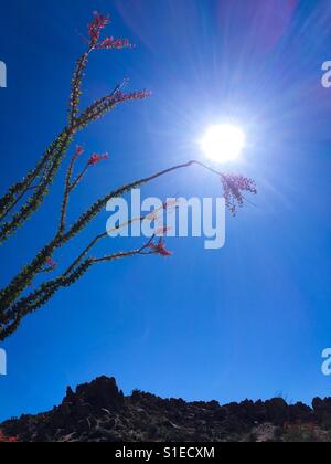 Roten Spitzen einer Ocotillo Pflanze in voller Blüte zu Joshua Tree Nationalpark, Kalifornien (Fouquieria Splendens) Stockfoto