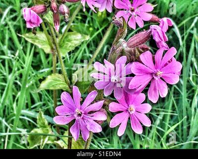 Wildblumen im Frühjahr. Rote Campion, Silene Dioica, auch bekannt als rotes Leimkraut, allgemein gefunden in Hecken und Straßenrändern. Dorset, England. Stockfoto