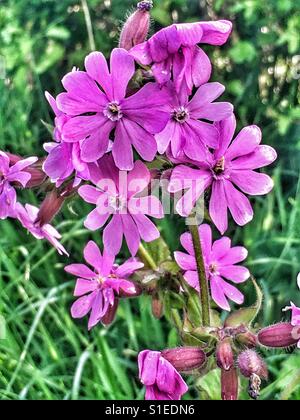 Wildblumen im Frühjahr. Rote Campion, Silene Dioica, auch bekannt als rotes Leimkraut, allgemein gefunden in Hecken und Straßenrändern. Dorset, England. Stockfoto