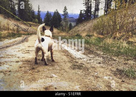An der Leine Hund bedeckt im Schlamm auf einen schlammigen Feldweg an einem bewölkten Frühlingstag. Stockfoto