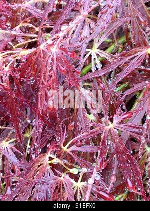 Regentropfen Nach dem Regen. Japanischer Ahorn in WA State, USA. Stockfoto