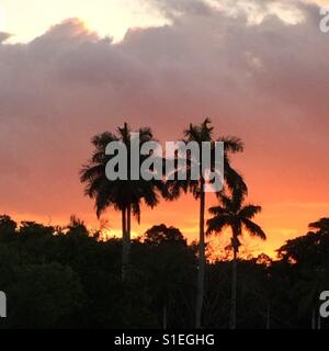 Ich war im Everglades National Park, und ich bin nur zufällig in der perfekte Ort für den Sonnenuntergang direkt hinter ein schöne Trio von Palmen, was für eine sehr ästhetisch ansprechende Komposition sein. Stockfoto