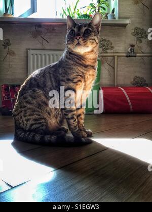 Wunderschöne Bengal-Katze zu Hause Stockfoto