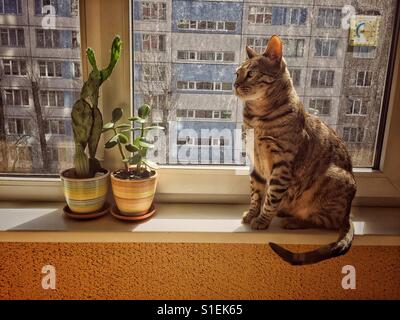 Katze auf der Fensterbank mit zwei Blumentöpfe daneben Stockfoto