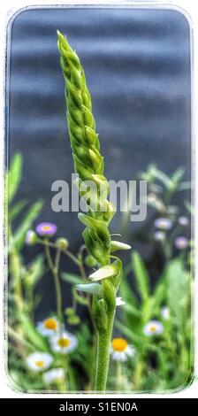 Eine wilde Orchidee bereit, am See, Lady Tresses, Spiranthes Floridana blühen Stockfoto