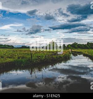 Schau tief in die Natur, und dann wirst du alles besser verstehen. 🌿 Stockfoto