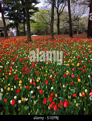 Meer von Tulpen Stockfoto