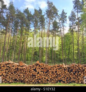 Großen Stapel der geernteten Stämme im Wald. Hampshire, England, Vereinigtes Königreich. Stockfoto