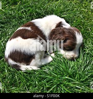 Springer Spaniel Welpen schlafen auf dem Rasen. Stockfoto