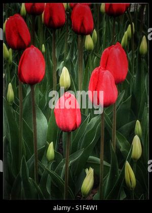 Rote und weiße Tulpen. Stockfoto