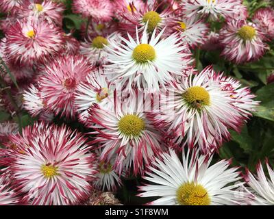 Weiße roten fünfblättrigen Blume mit gelber Mitte Stockfoto