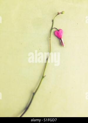 Eine einzelne Tränendes Herz Blume auf einem Ast. Stockfoto