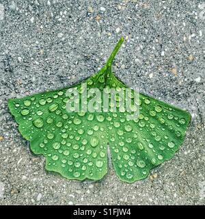 Ginkgo-Blatt auf Bürgersteig, übersät mit Regentropfen Stockfoto