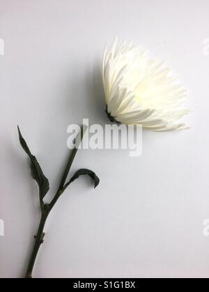 Eine gebrochene weiße Blume. Stockfoto