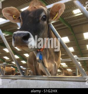 Jersey-Kuh in einem großen Kuhstall, Jersey, Großbritannien Stockfoto