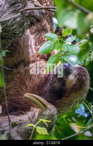 Drei-toed Sloth-Essen verlässt hoch oben in den Bäumen des Manuel Antonio National Park in Costa Rica Stockfoto
