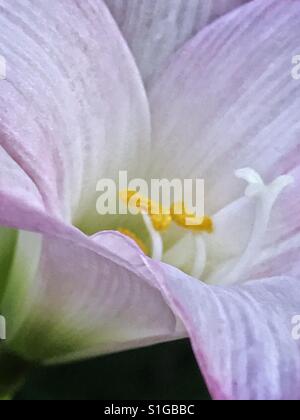 Rosa Lilie nah oben, Seite Ansicht, Regen-Lilie, Zephyranthes candida Stockfoto