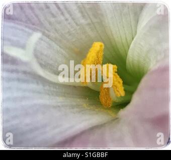 Blume-Zentrum-Makro mit Staubblätter und Pollen Detail, Regen-Lilie, Zephyranthes candida Stockfoto