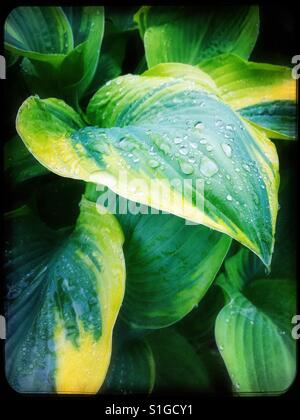 Hosta Pflanze mit Tautropfen Stockfoto