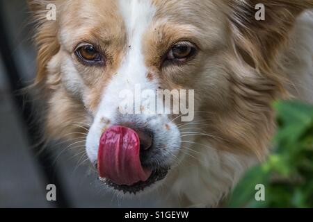 Nahaufnahme des Gesichts eine blonde Border-Collie-Mix leckt seine Nase nach Trinkwasser Stockfoto