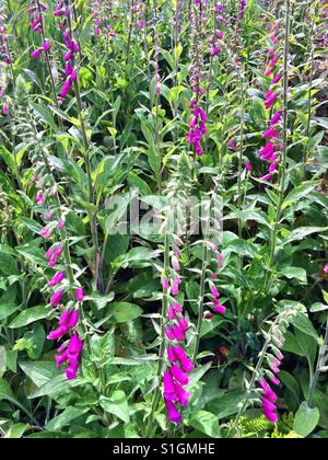 Wilden Fuchs Handschuh Blumen-Digitalis Purpurea. Hampshire, England, Vereinigtes Königreich. Stockfoto