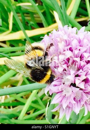 Bienen sammeln Honig aus lila Blüten in Physic Garden Chelsea London, Sommer 2017.silver,gossamer,wings. Stockfoto