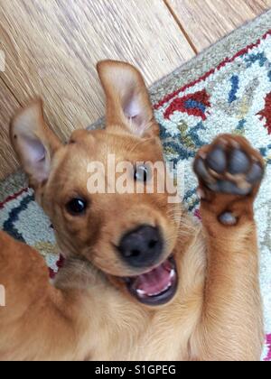 Eine süße Gelbe Labrador-Welpe Lächeln auf den Lippen und auf der Suche in einem Tier Porträt Selfie frech. Stockfoto