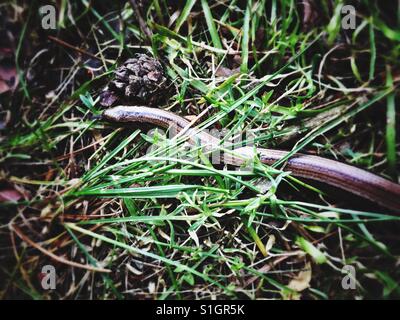 Geschiedenen Fragilis in der Wiese Stockfoto