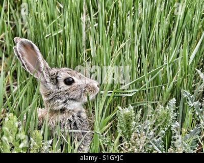 Lange verpfiffenen Kaninchen verstecken sich in hohe Gräser Stockfoto