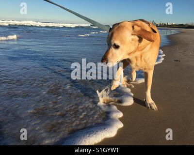 Labrador Hund springen aus Welle am Strand an der Gold Coast Australien Stockfoto