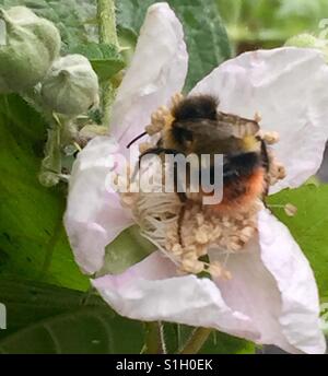 Honig Biene auf Wild Dog Rose mit weiß rosa Blütenblätter gegen grüne Blätter Pollen sammeln. Stockfoto