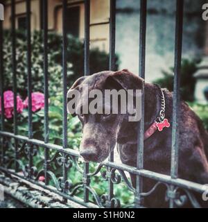 Bewachenden Hund Zuhause Stockfoto