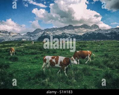 Kühe auf der Wiese mit Bergen im Hintergrund (Montasio Plateau, Julischen Alpen, Italien) Stockfoto