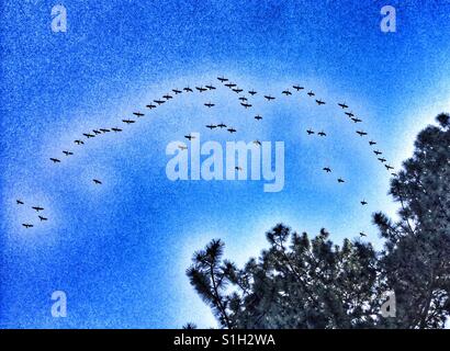 Vogel Bildung in den Himmel. Stockfoto