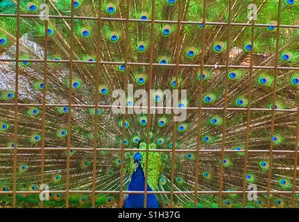 Im Zoo von Calgary Stockfoto